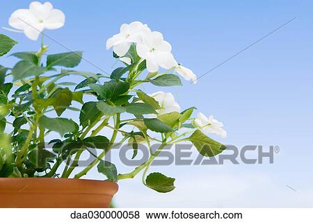 Pot of impatiens, blue sky in background View Large Photo Image Stock Photo - Pot of impatiens, blue sky in background. Fotosearch