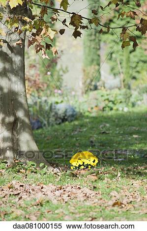Potted chrysanthemums at base of sycamore tree View Large Photo Image Stock Photography - Potted chrysanthemums at base of sycamore tree. Fotosearch