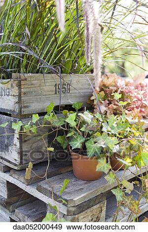 Stock Photo - Potted ivy plants. Fotosearch