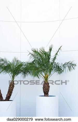 Potted palm trees View Large Photo Image Stock Photo - Potted palm trees. Fotosearch