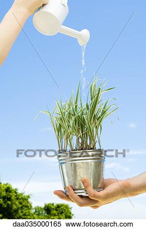 Potted plant held by one person being water by another View Large Photo Image Stock Photography - Potted plant held by one person being water by another. Fotosearch