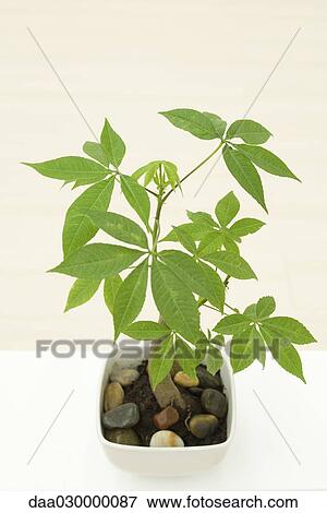 Potted silk floss tree (Chorisia speciosa), high angle view View Large Photo Image Stock Photo - Potted silk floss tree (Chorisia speciosa), high angle view. Fotosearch