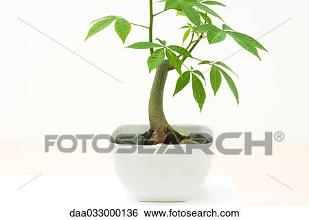 Stock Photograph - Potted silk floss tree (Chorisia speciosa), side view. Fotosearch