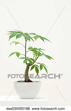 Potted silk floss tree View Large Photo Image Stock Photo - Potted silk floss tree. Fotosearch