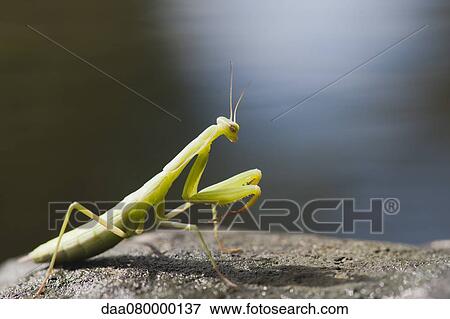 Praying mantis View Large Photo Image Stock Photo - Praying mantis. Fotosearch