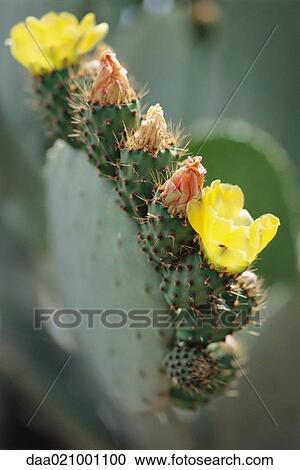 Stock Image - Prickly pear cactus in blossom, close-up. Fotosearch