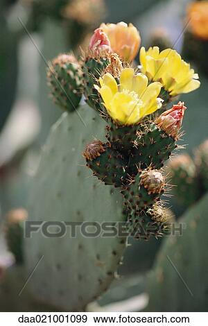 Stock Photo - Prickly pear cactus in blossom, close-up. Fotosearch