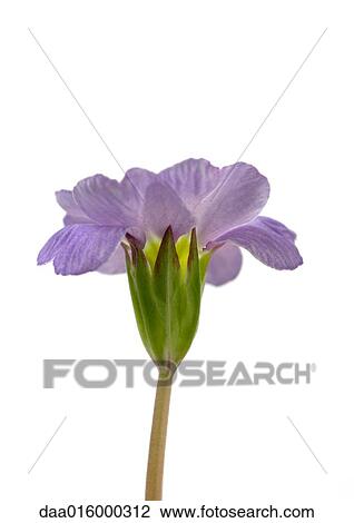 Primrose flower, close-up View Large Photo Image Stock Image - Primrose flower, close-up. Fotosearch