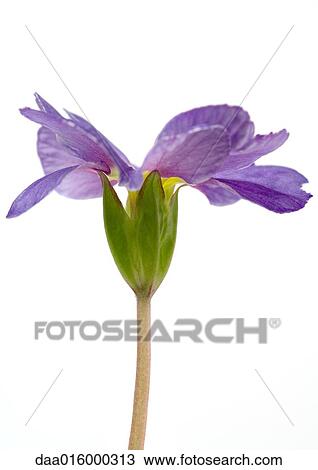Primrose flower, close-up View Large Photo Image Stock Image - Primrose flower, close-up. Fotosearch
