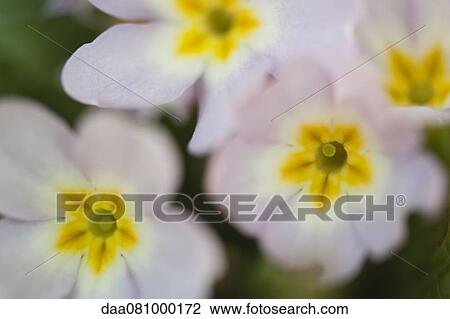 Primrose flowers, close-up View Large Photo Image Stock Image - Primrose flowers, close-up. Fotosearch