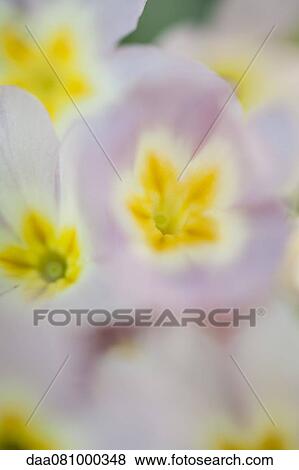 Primrose flowers, full frame View Large Photo Image Stock Photo - Primrose flowers, full frame. Fotosearch