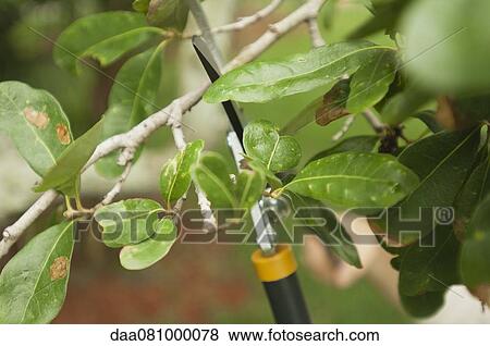 Pruning branches View Large Photo Image Stock Photo - Pruning branches. Fotosearch