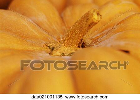 Stock Photography - Pumpkin, extreme close-up. Fotosearch