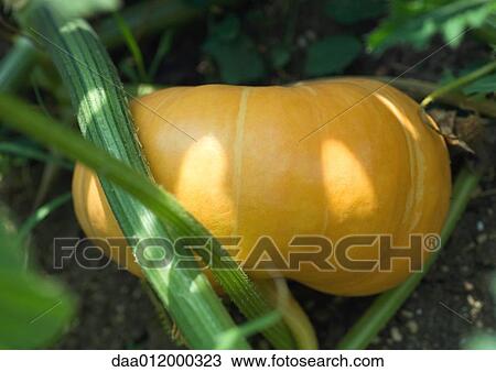 Stock Image - Pumpkin growing on vine. Fotosearch
