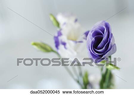 Purple and white lisianthus flower buds opening View Large Photo Image Stock Photography - Purple and white lisianthus flower buds opening. Fotosearch