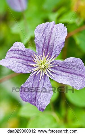 Purple clematis, close-up View Large Photo Image Stock Image - Purple clematis, close-up. Fotosearch