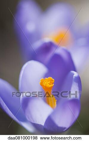 Purple crocus, close-up View Large Photo Image Stock Photo - Purple crocus, close-up. Fotosearch