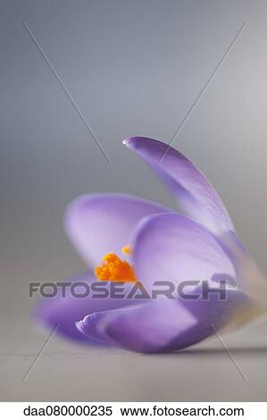 Purple crocus View Large Photo Image Stock Photography - Purple crocus. Fotosearch