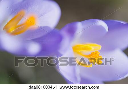 Purple crocuses, close-up View Large Photo Image Stock Image - Purple crocuses, close-up. Fotosearch