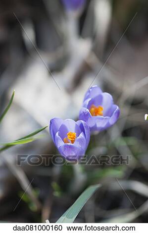 Stock Image - Purple crocuses. Fotosearch