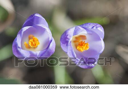 Purple crocuses View Large Photo Image Stock Photo - Purple crocuses. Fotosearch