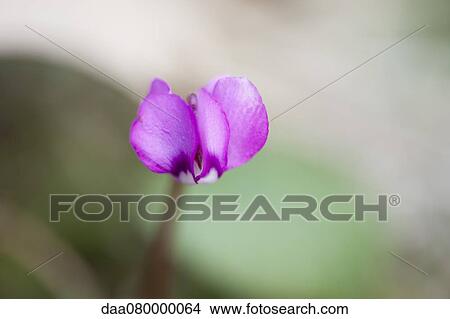Purple cyclamen flower View Large Photo Image Picture - Purple cyclamen flower. Fotosearch