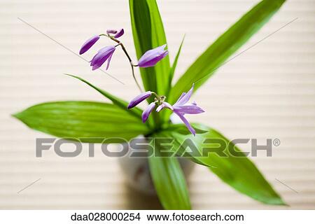 Purple flowers in vase, high angle view View Large Photo Image Picture - Purple flowers in vase, high angle view. Fotosearch