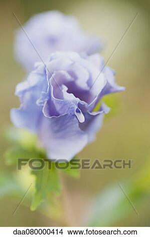 Purple flowers View Large Photo Image Picture - Purple flowers. Fotosearch