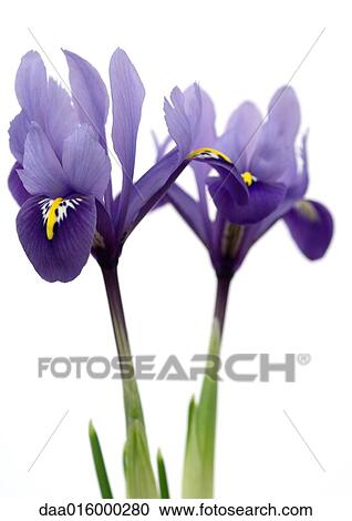 Stock Image - Purple iris, close-up. Fotosearch