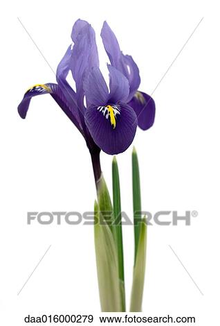 Purple iris, close-up View Large Photo Image Stock Photo - Purple iris, close-up. Fotosearch