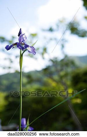 Purple iris growing, focus on foreground View Large Photo Image Stock Photograph - Purple iris growing, focus on foreground. Fotosearch