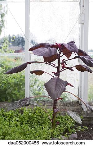 Stock Photograph - Purple plant growing in greenhouse. Fotosearch