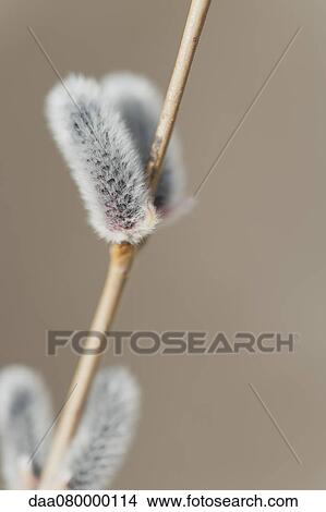 Pussy willow catkins View Large Photo Image Picture - Pussy willow catkins. Fotosearch