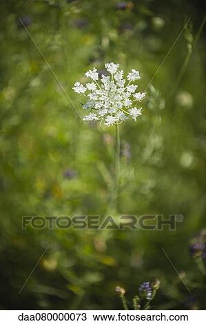 Stock Image - Queen Anne's Lace flower. Fotosearch