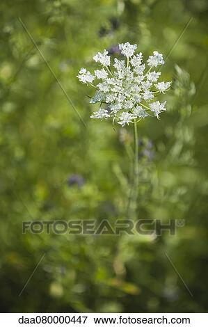 Stock Photo - Queen Anne's Lace flower. Fotosearch