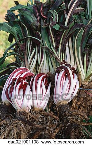 Stock Photo - Radicchio and chard. Fotosearch