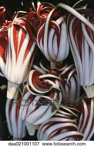 Radicchio View Large Photo Image Stock Photo - Radicchio. Fotosearch