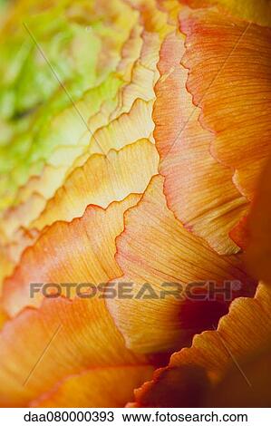 Ranunculus flower head, extreme close-up View Large Photo Image Stock Image - Ranunculus flower head, extreme close-up. Fotosearch