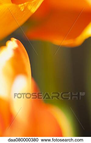 Stock Image - Ranunculus flower petals, extreme close-up. Fotosearch