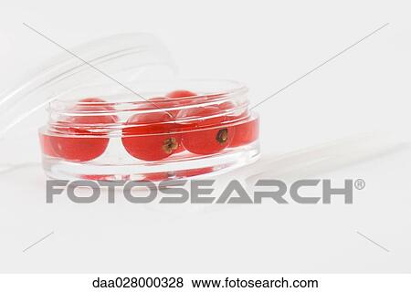 Red berries in cosmetic container View Large Photo Image Stock Photo - Red berries in cosmetic container. Fotosearch