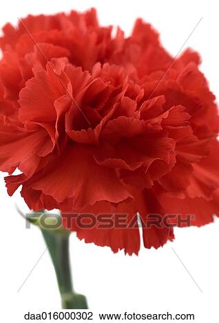 Stock Image - Red carnation, close-up. Fotosearch
