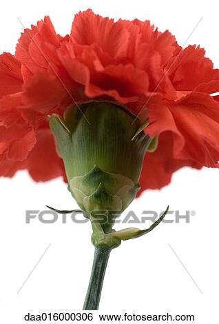 Stock Photograph - Red carnation, close-up. Fotosearch