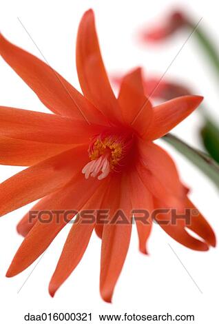 Red Christmas cactus blossom View Large Photo Image Stock Image - Red Christmas cactus blossom. Fotosearch