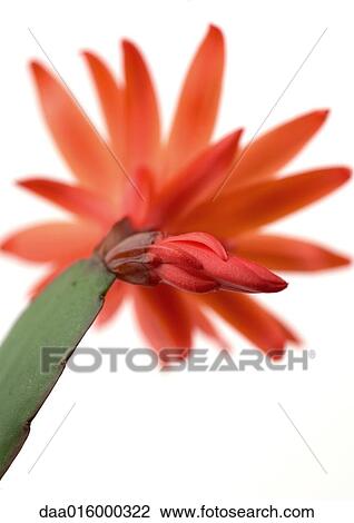 Red Christmas cactus blossom View Large Photo Image Stock Image - Red Christmas cactus blossom. Fotosearch
