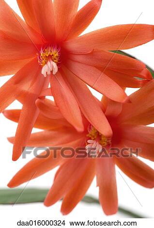 Picture - Red Christmas cactus blossoms. Fotosearch