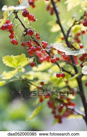 Red currants growing on branch View Large Photo Image Stock Photography - Red currants growing on branch. Fotosearch