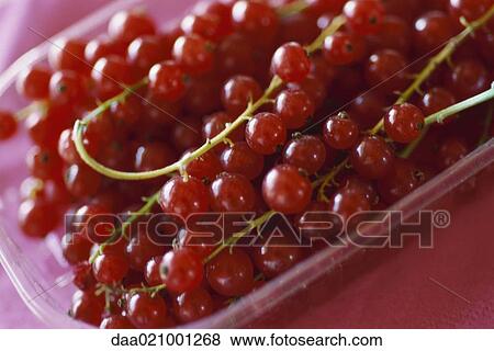 Red currants View Large Photo Image Stock Photo - Red currants. Fotosearch