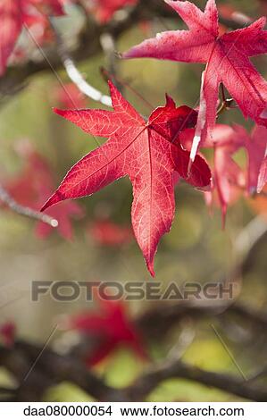 Red maple leaves in autumn View Large Photo Image Picture - Red maple leaves in autumn. Fotosearch