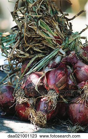 Red onions View Large Photo Image Stock Image - Red onions. Fotosearch