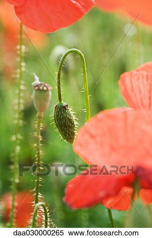 Stock Photography - Red poppies and flower buds, close-up. Fotosearch